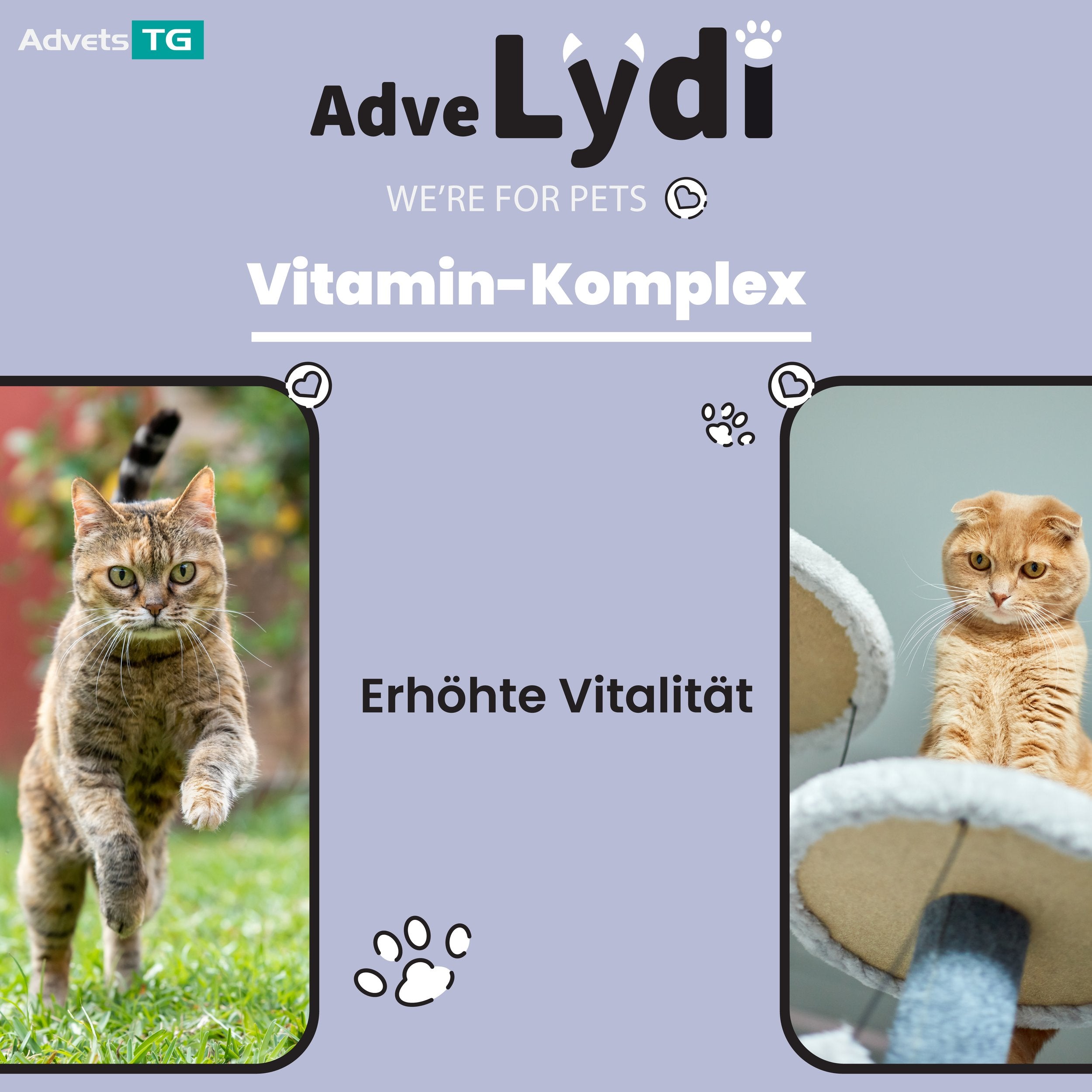 Adve Lydi 15