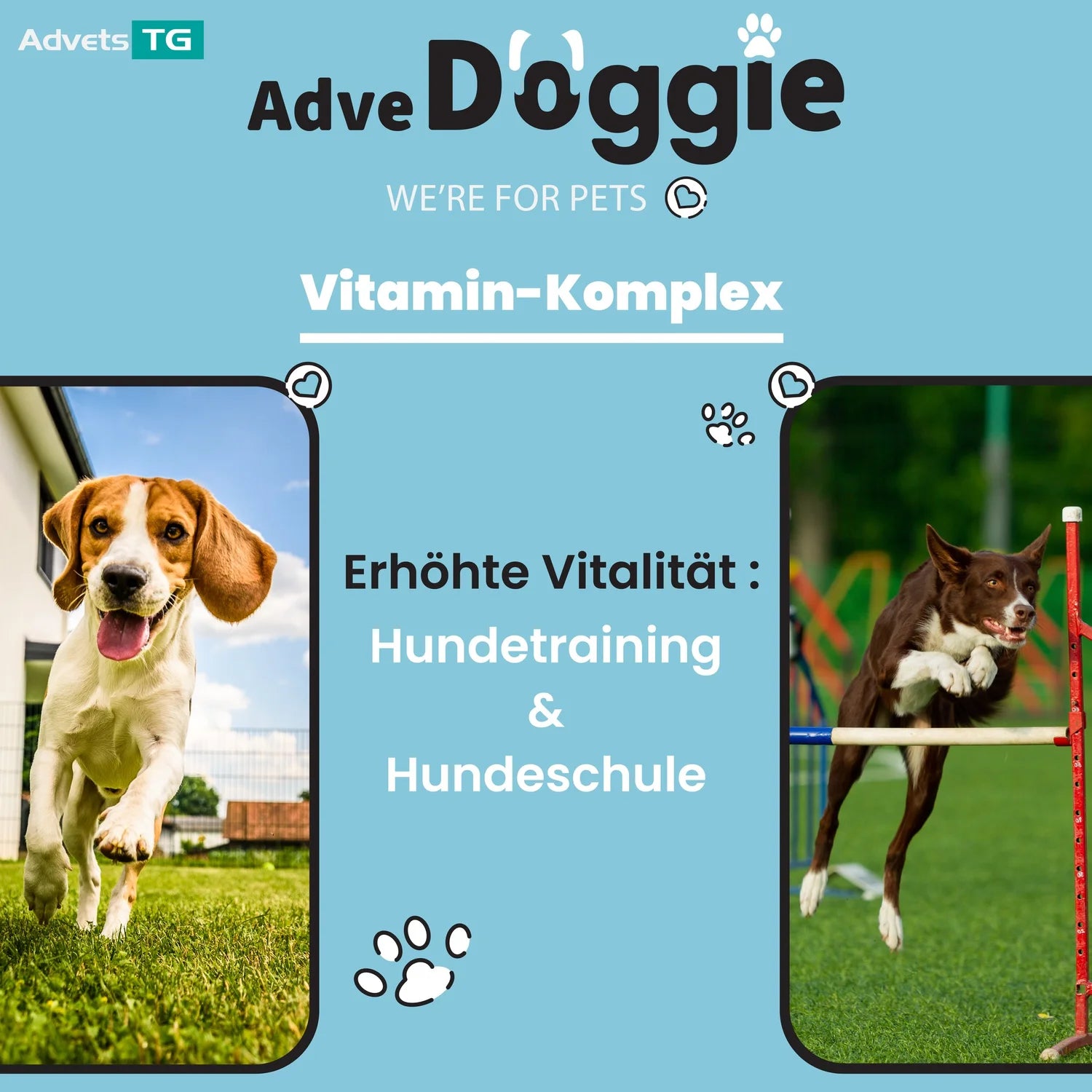 Adve Doggie